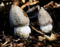 Two very young Magpie Mushrooms have conical shaped caps. 